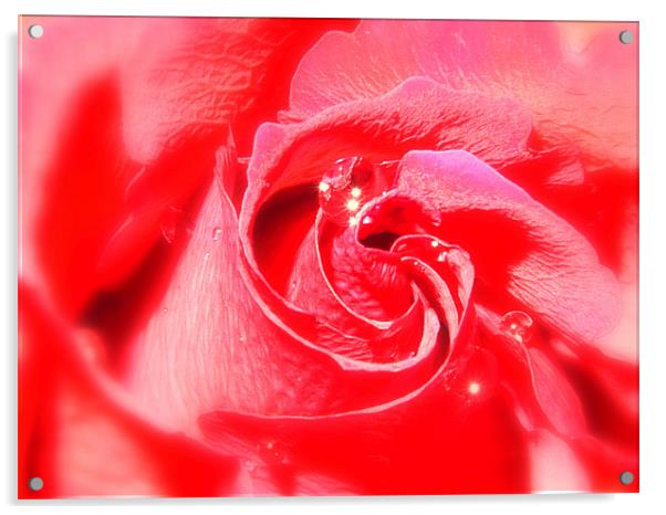 Red Rose and Water Drop Acrylic by Louise Godwin