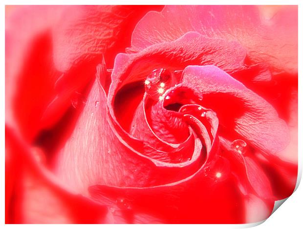 Red Rose and Water Drop Print by Louise Godwin