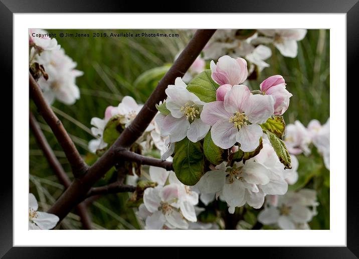 Apple Blossom time Framed Mounted Print by Jim Jones