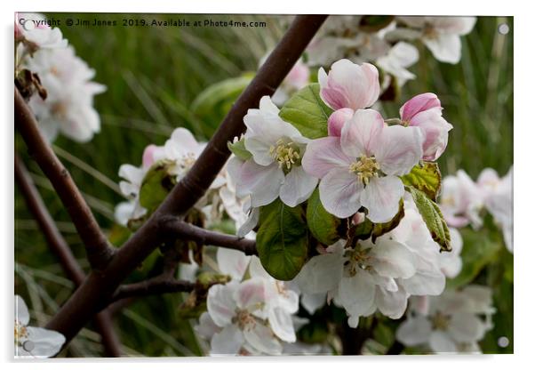 Apple Blossom time Acrylic by Jim Jones