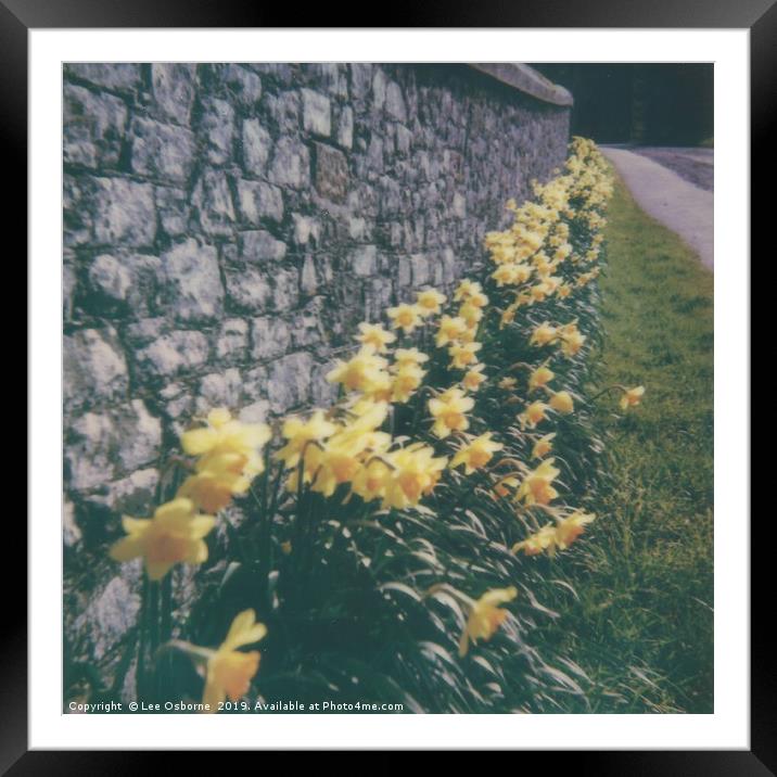 Spring Daffodils #2 Framed Mounted Print by Lee Osborne