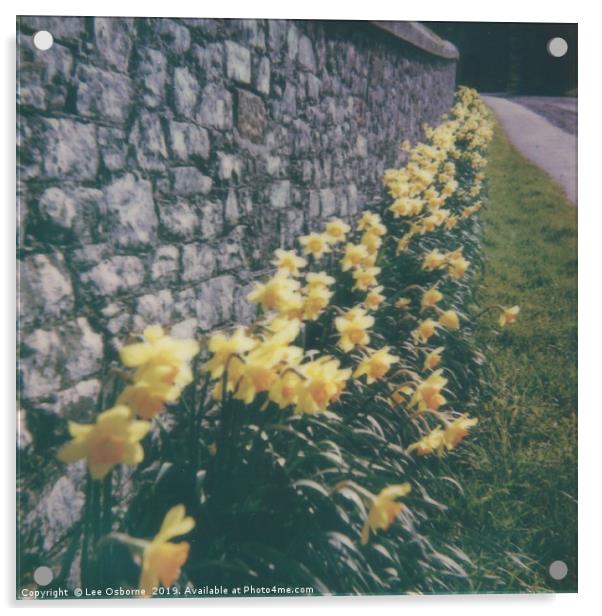 Spring Daffodils #2 Acrylic by Lee Osborne