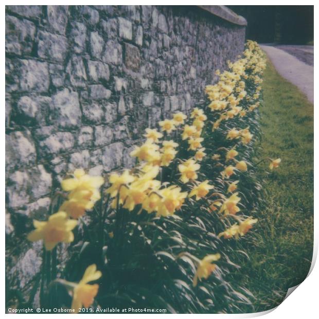 Spring Daffodils #2 Print by Lee Osborne