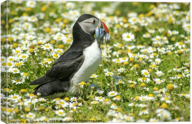 Puffin with sandeels seen on Skomer Canvas Print by Clive Wells