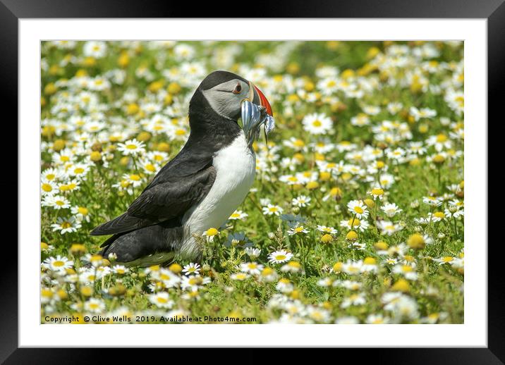 Puffin with sandeels seen on Skomer Framed Mounted Print by Clive Wells