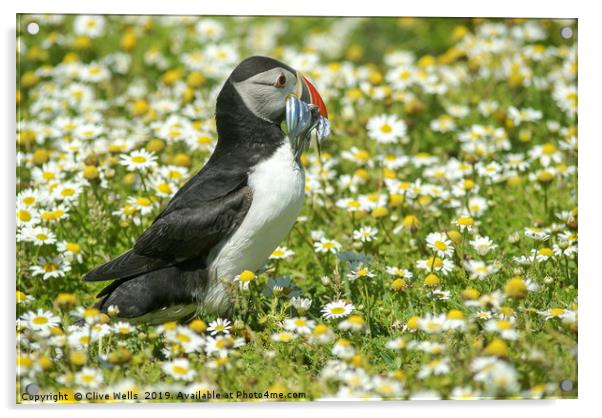 Puffin with sandeels seen on Skomer Acrylic by Clive Wells