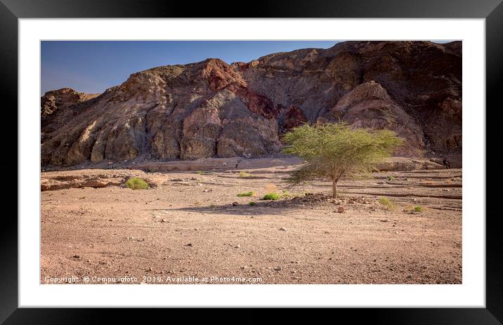 single green tree in the desert of south israel ne Framed Mounted Print by Chris Willemsen