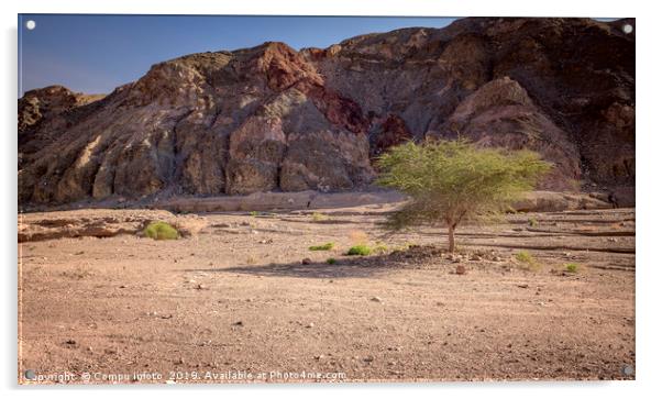 single green tree in the desert of south israel ne Acrylic by Chris Willemsen