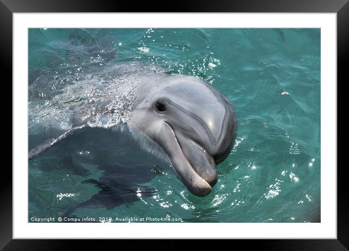 Dolphin swimming in the in red sea of Israel near  Framed Mounted Print by Chris Willemsen