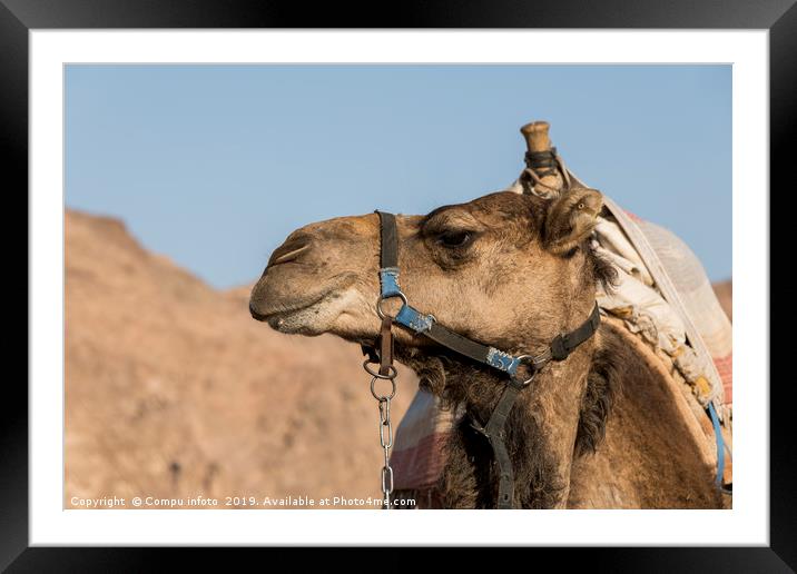 a camel in the desert of israel on the border of e Framed Mounted Print by Chris Willemsen