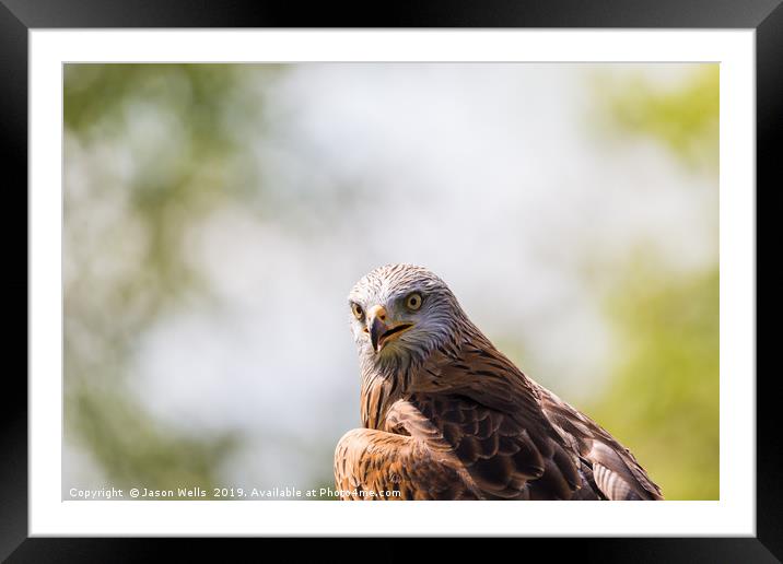 Harris Hawk Framed Mounted Print by Jason Wells