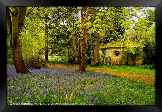 "Little Arbour  in the Bluebell wood" Framed Print by ROS RIDLEY