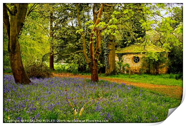 "Little Arbour  in the Bluebell wood" Print by ROS RIDLEY