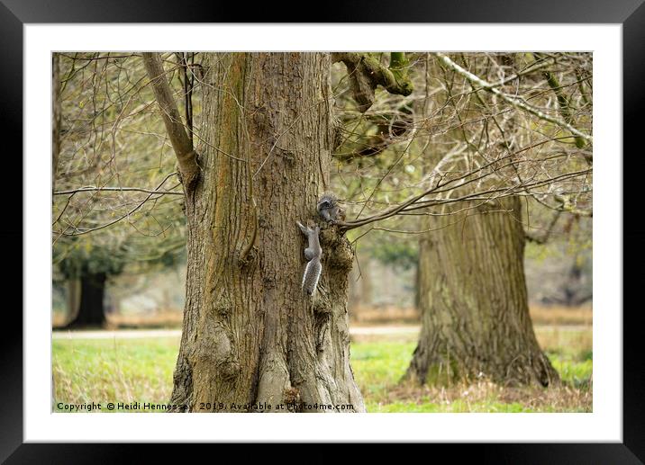 Playful Grey Squirrels Framed Mounted Print by Heidi Hennessey