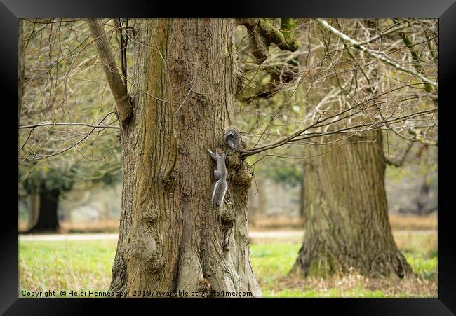 Playful Grey Squirrels Framed Print by Heidi Hennessey