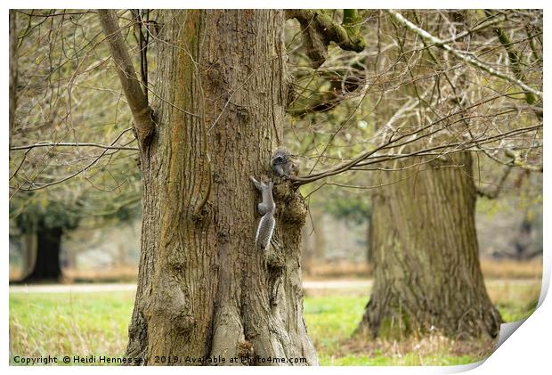 Playful Grey Squirrels Print by Heidi Hennessey