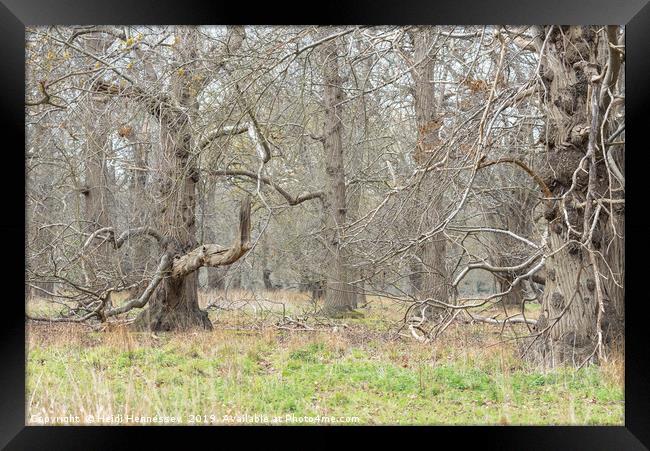 Enchanted Forest in Bloom Framed Print by Heidi Hennessey