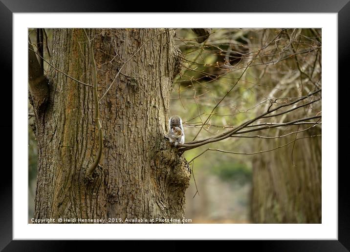 Serene Grey Squirrel in Natural Habitat Framed Mounted Print by Heidi Hennessey