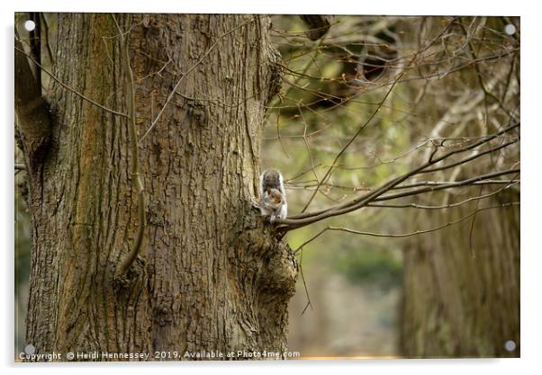 Serene Grey Squirrel in Natural Habitat Acrylic by Heidi Hennessey