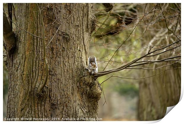 Serene Grey Squirrel in Natural Habitat Print by Heidi Hennessey