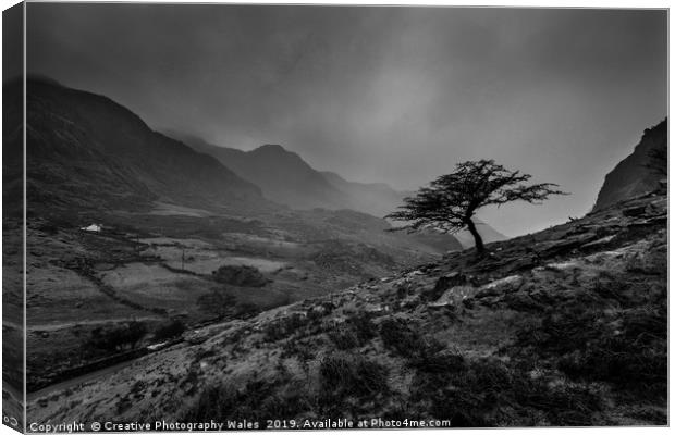 Tree at Llanberis Pass, Snowdonia National Park Canvas Print by Creative Photography Wales