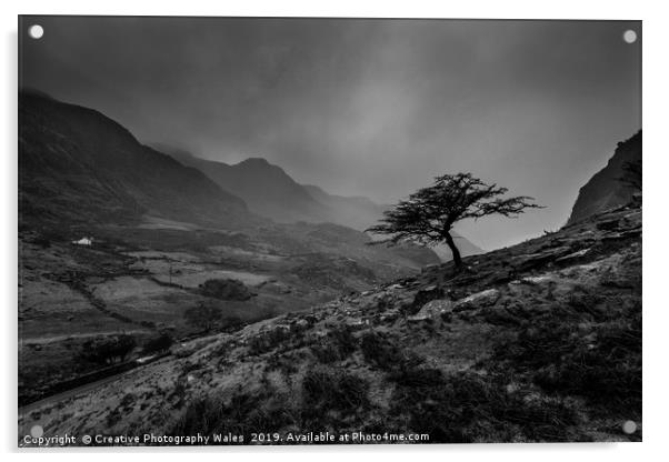 Tree at Llanberis Pass, Snowdonia National Park Acrylic by Creative Photography Wales