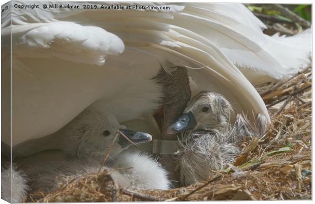 Newly Hatched Cygnets under mums wing Canvas Print by Will Badman