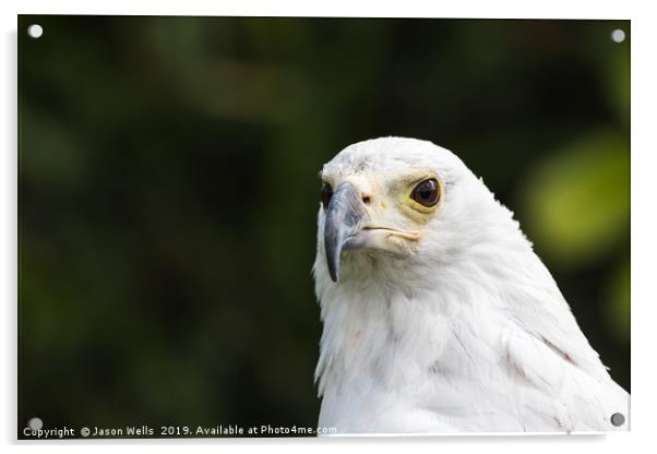 African Fish Eagle Acrylic by Jason Wells