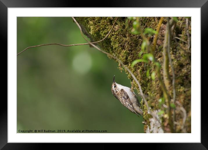 Tree Creeper on a tree covered in moss Framed Mounted Print by Will Badman