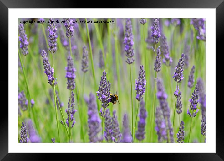 Lavender Framed Mounted Print by paula smith