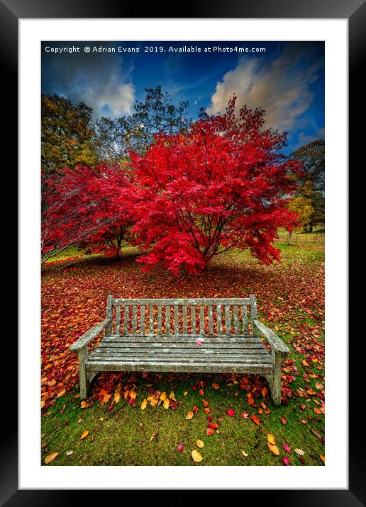 Autumn Splendour Framed Mounted Print by Adrian Evans