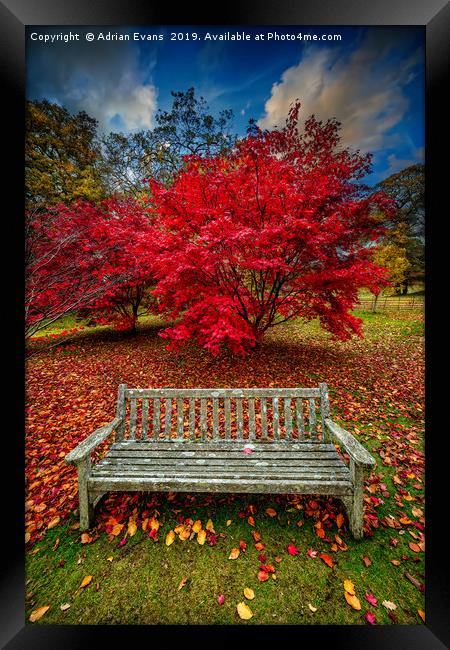 Autumn Splendour Framed Print by Adrian Evans