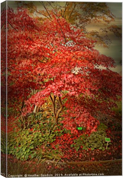 Acer Tree Canvas Print by Heather Goodwin