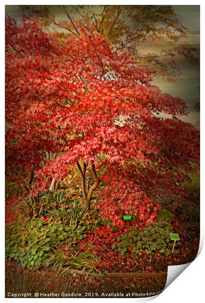 Acer Tree Print by Heather Goodwin