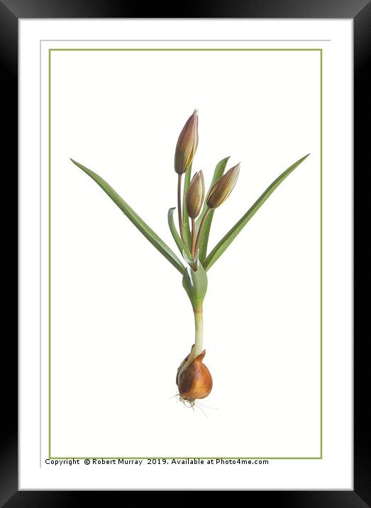 Species Tulip, botanical portrait Framed Mounted Print by Robert Murray