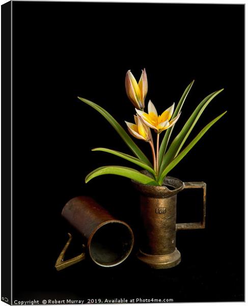 Tulip in old copper cup Canvas Print by Robert Murray