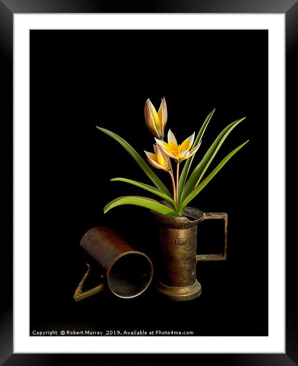 Tulip in old copper cup Framed Mounted Print by Robert Murray