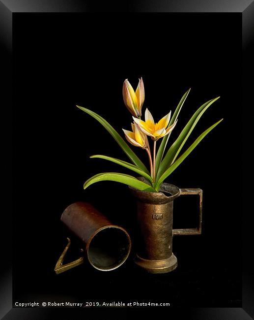 Tulip in old copper cup Framed Print by Robert Murray