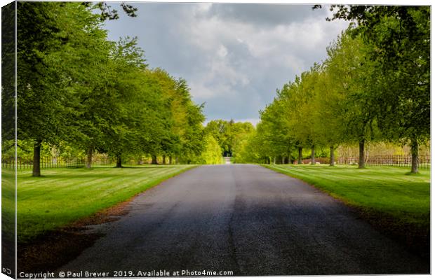 Avenue of trees at Lamer tree Canvas Print by Paul Brewer