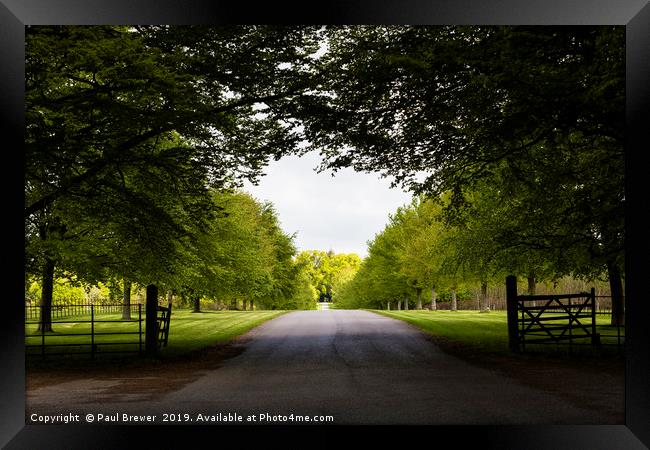 Avenue at Lamer tree Framed Print by Paul Brewer