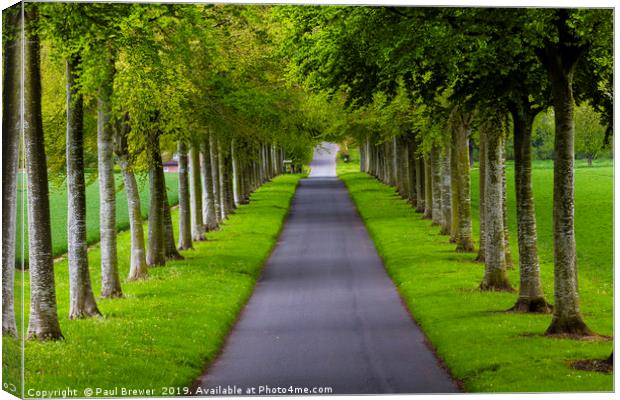 Avenue of Trees ar More Crichel Canvas Print by Paul Brewer