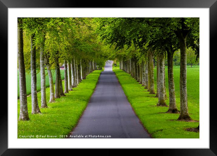 Avenue of Trees ar More Crichel Framed Mounted Print by Paul Brewer