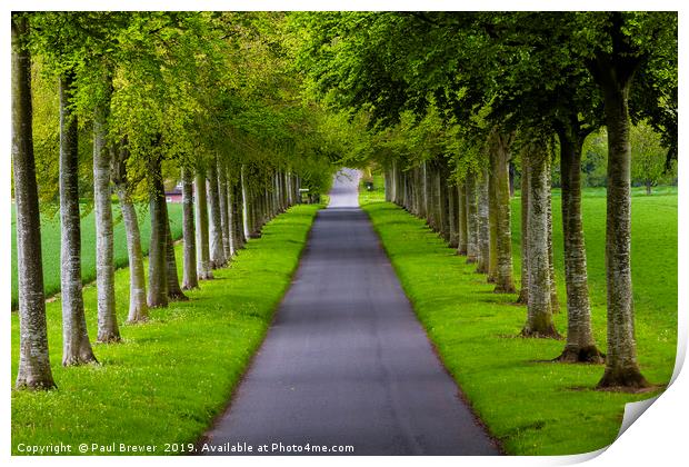 Avenue of Trees ar More Crichel Print by Paul Brewer