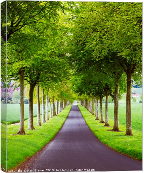 Avenue of Trees ar More Crichel Canvas Print by Paul Brewer