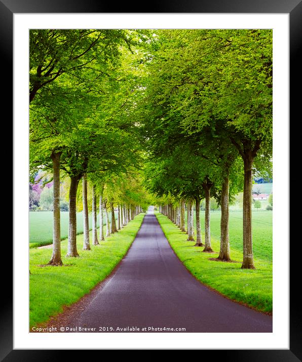 Avenue of Trees ar More Crichel Framed Mounted Print by Paul Brewer