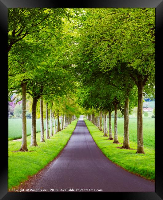 Avenue of Trees ar More Crichel Framed Print by Paul Brewer
