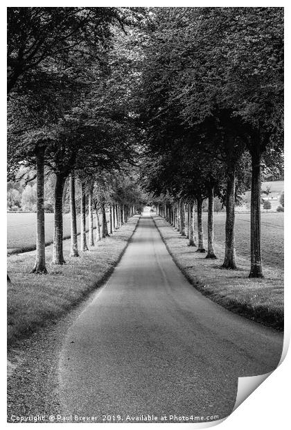 Avenue of Trees ar More Crichel in Clack and White Print by Paul Brewer
