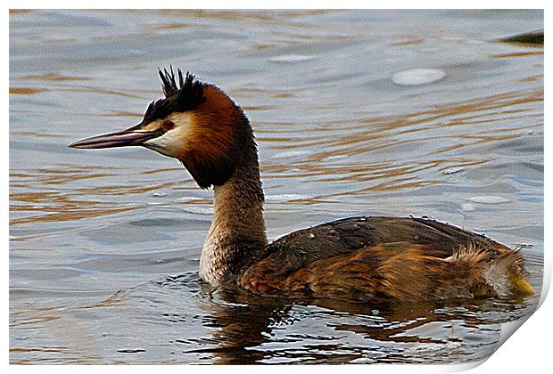Great Creasted Grebe Print by Brian Beckett