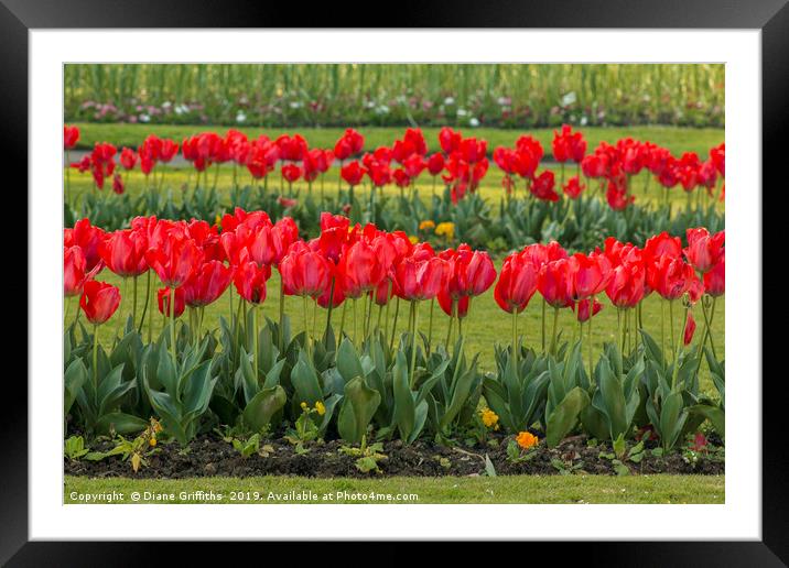 Tulips at Trenance Gardens Newquay Framed Mounted Print by Diane Griffiths