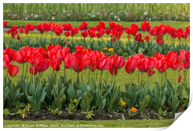 Tulips at Trenance Gardens Newquay Print by Diane Griffiths